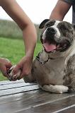 GRIFFES - AMSTAFF 005
